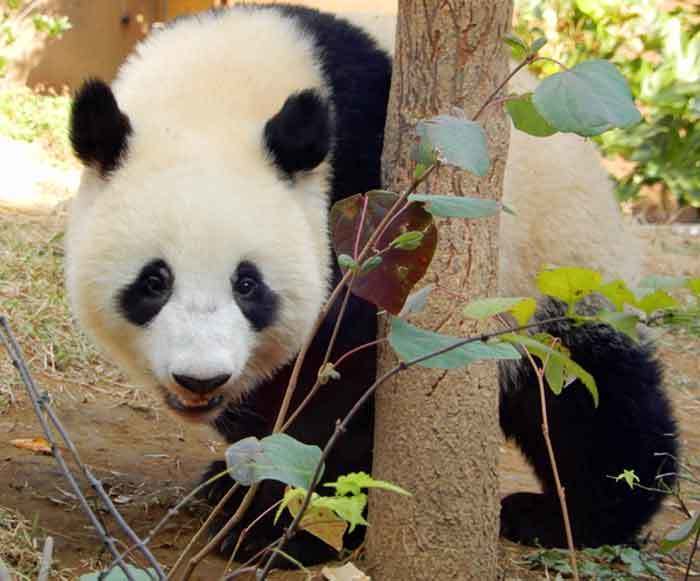 パンチョココのわくわく双子パンダ・横浜・鎌倉散策 ブログ