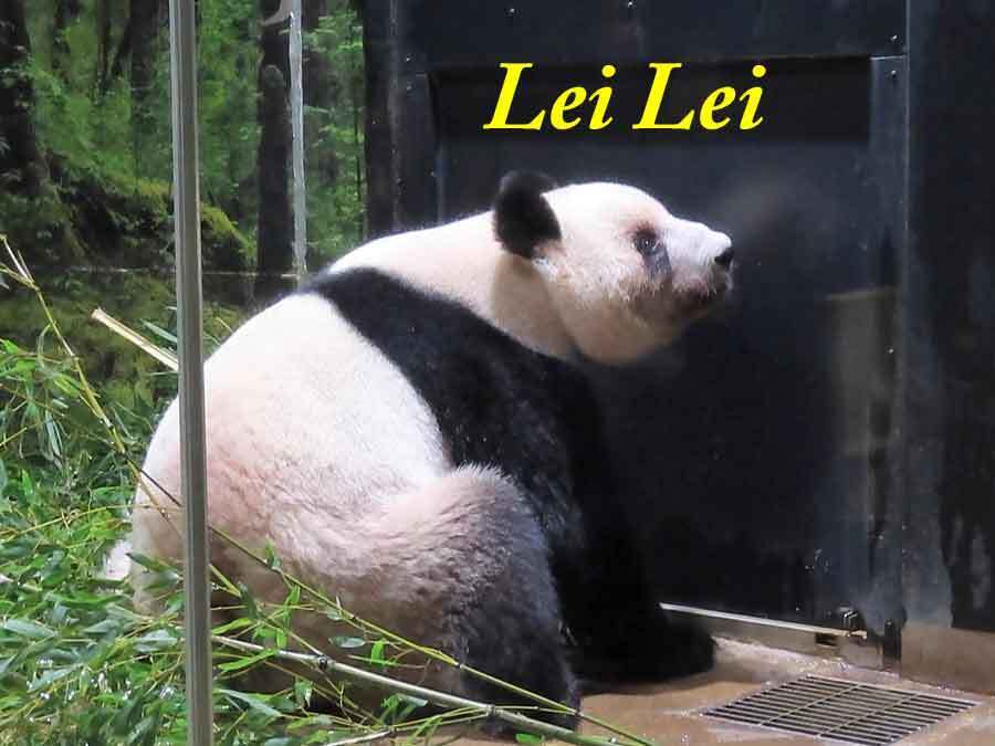 【パンダページ】 2025.12.26 今日のパンダ（4041日目）[8K] - YouTube